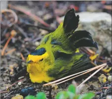  ?? JOHN DENNE ?? A dead bird identified by the photograph­er as an adult male Wilson’s warbler looks almost like it is simply sleeping. People across New Mexico on social media posted photos of dozens of birds of different species found dead in early September.