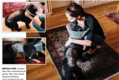  ?? FOTO: SACHARIAS KÄLLDÉN ?? BRUTALA SPÅR. Hunden Max blev attackerad på gatan. Här med matte Birgitta Norberg.