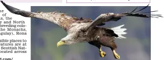  ??  ?? Magnificen­t: A white-tailed sea eagle takes to the skies