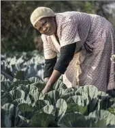  ??  ?? Dovehouse gardener Marie Mlambo tends a cabbage patch that thrives in the rich Midlands soil.