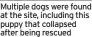  ??  ?? Multiple dogs were found at the site, including this puppy that collapsed after being rescued