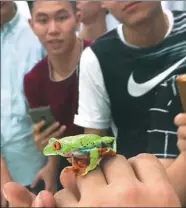  ?? PHOTOS PROVIDED TO CHINA DAILY ?? A red-eyed tree frog is used as a teaching aid at Zhang Meng’s class at the Dalian Maritime University.