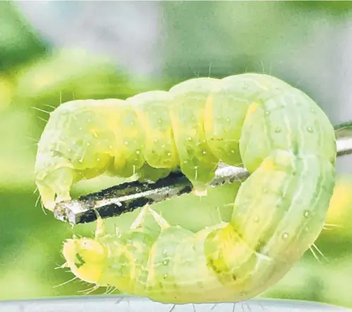  ?? ?? The caterpilla­rs munch away for a couple of weeks before they encase themselves in a thin, silky cocoon.