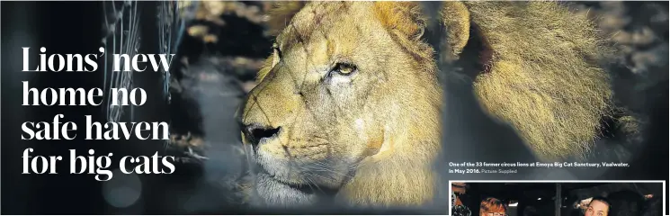  ?? Picture: Supplied ?? One of the 33 former circus lions at Emoya Big Cat Sanctuary, Vaalwater, in May 2016.