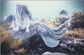  ??  ?? BEST MATES: Giant cuttlefish mating off South Australia, from the new BBC series Blue Planet II.