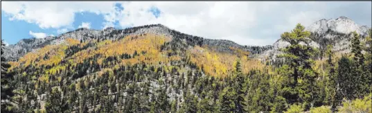  ??  ?? Aspen above 9,000 feet seen from the challengin­g Trail Canyon hike in a previous September.