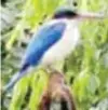  ??  ?? White- Collared Kingfisher