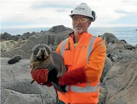  ?? PHOTO: SUPPLIED ?? Marine mammal expert Dr Simon Childerhou­se with a relocated fur seal pup during the road and rail rebuild on the Kaikoura coast.