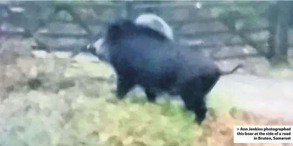  ??  ?? Ann Jenkins photograph­ed this boar at the side of a roadin Bruton, Somerset