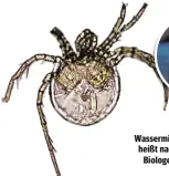  ??  ?? Litarachna lopezae: Die Wassermilb­e aus Puerto Rico heißt nach der Sängerin; die Biologen lieben ihre Musik