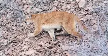  ?? BRIAN WOLFER ?? There are about 6,600 cougars — also known as mountain lions or pumas — throughout the state of Oregon.