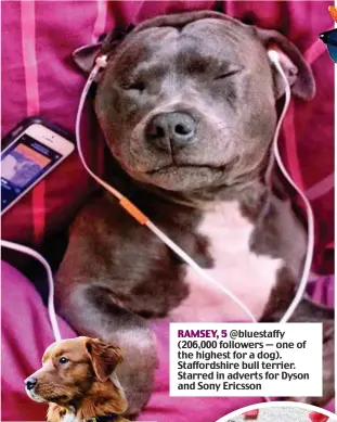  ??  ?? RAMSEY, 5 @bluestaffy (206,000 followers — one of the highest for a dog). Staffordsh­ire bull terrier. Starred in adverts for Dyson and Sony Ericsson