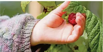  ?? FOTO: FRISO GENTSCH/DPA ?? Herbsttrag­ende Himbeeren können Hobbygärtn­er bis in den Oktober hinein ernten.