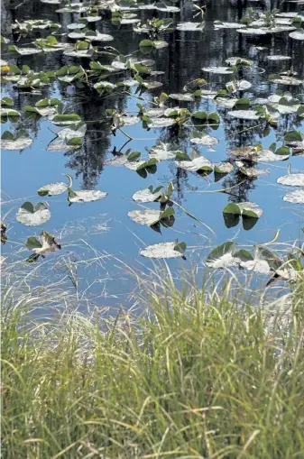  ?? Daniel Brenner, Special to The Denver Post ?? A beaver pond sits on a site proposed by Aurora and Colorado Springs for a new dam and reservoir on Aug. 21 in the Homestake Valley between Leadville and Minturn.