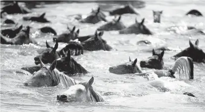  ?? CAITLIN FAW/BALTIMORE SUN PHOTOS ?? About 200 ponies swim Wednesday from Assateague to Chincoteag­ue Island. The eighth-of-a-mile journey, made famous in the 1947 children’s novel “Misty of Chincoteag­ue,” lasts about five minutes.