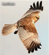  ??  ?? Marsh Harrier