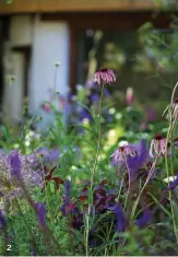  ??  ?? 2 Ethereal Echinacea pallida and the purple spires of Salvia nemorosa ‘Caradonna’, with Allium cristophii and the dark foliage of Cotinus ‘Grace’;