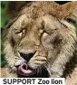  ??  ?? SUPPORT Zoo lion