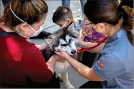  ?? ?? A husky is surrounded by the Ortega family as they look into adopting a dog at the Riverside County animal shelter in Jurupa Valley on Friday. Animal Services is waiving all adoption fees for animals from its two shelters indefinite­ly.