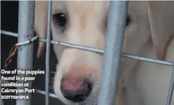  ?? SCOTTISH SPCA ?? One of the puppies found in a poor condition at Cairnryan Port