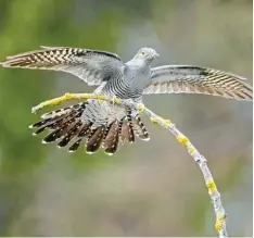  ?? Foto: Thomas Hinsche, epd ?? Der Kuckuck steht als „gefährdet“auf der Roten Liste der Vogelarten in Deutsch land.