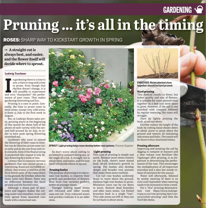  ?? Pictures: Supplied ?? SPROUT. Light pruning helps roses develop better root systems.