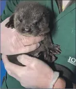  ??  ?? The latest arrival at the Internatio­nal Otter Survival Fund’s base on Skye.