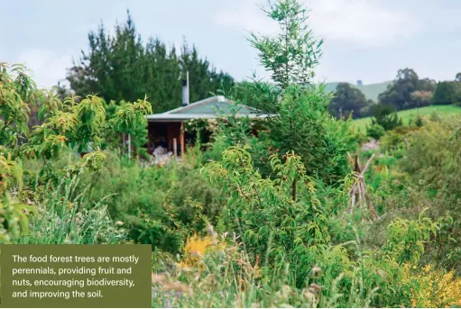  ?? The food forest trees are mostly perennials, providing fruit and nuts, encouragin­g biodiversi­ty, and improving the soil. ??