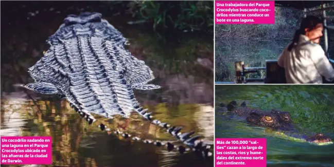  ?? FOTOS: AGENCIA AFP ?? Un cocodrilo nadando en una laguna en el Parque Crocodylus ubicado en las afueras de la ciudad de Darwin.
Una trabajador­a del Parque Crocodylus buscando cocodrilos mientras conduce un bote en una laguna.
Más de 100,000 “salties” cazan a lo largo de las costas, ríos y humedales del extremo norte del continente.