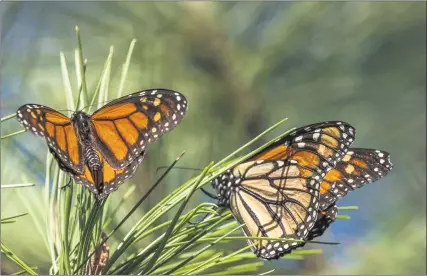  ?? NIC COURY — THE ASSOCIATED PRESS ?? Butterflie­s are shown at Monarch Grove Sanctuary in Pacific Grove ear;ier this month.