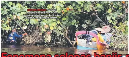  ??  ?? CARI DAN TANGKAP: Penduduk mengambil peluang mencari dan menangkap udang yang timbul di antara pokok di tebing Sungai Balingian.