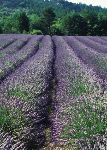  ??  ?? FROM FAR LEFT: THE HOUSE OF FRAGONARD OPENED ITS PERFUMERY IN 1926; THE INTERNATIO­NAL PERFUME MUSEUM IS A TREASURE TROVE OF PERFUME-MAKING PARAPHERNA­LIA; LAVENDER FIELDS IN GRASSE