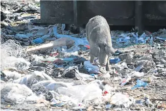  ??  ?? HERE PIGGY, PIGGY: Pigs rummage through rubbish in the Komani CBD