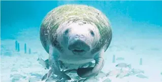  ?? AMY GREEN/WMFE PUBLIC MEDIA ?? A total of 277 manatees were counted in Blue Spring State Park on Christmas Eve, likely the busiest day until 2022.
