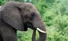  ?? Photograph: Mike Hutchings/Reuters ?? A bull elephant grazes in South Africa’s Kruger national park.