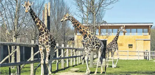  ??  ?? Kimbar, Carla und Rita übersiedel­n nicht in den neuen Giraffenpa­rk im Tiergarten Schönbrunn. Sie bleiben hier im Ersatzgehe­ge.