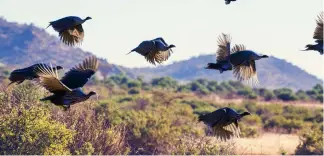  ?? ?? Guinea fowl is abundant in Africa and recipes can be found in Europe, where the species is farmed