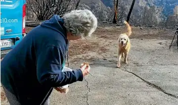  ?? AP ?? Madison, the anatolian shepherd dog that apparently guarded his burned home for nearly a month, is reunited with his owner, Andrea Gaylord, after she was allowed back to check on her burned property in Paradise, California.