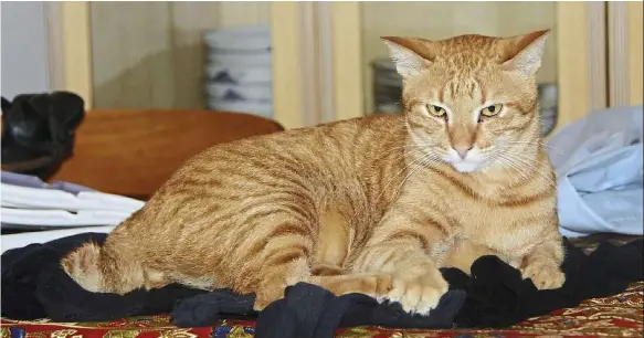  ??  ?? guido is king of the laundry pile. Photo: Ellen Whyte