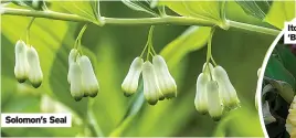  ?? ?? Solomon’s Seal