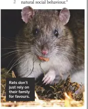  ??  ?? Rats don’t just rely on their family for favours.