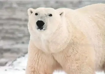  ?? ?? The ‘white bear’ problem: The more you try to suppress a thought — say the image of a white bear, the more it appears in your mind.