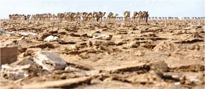  ??  ?? AFAR IRDOOD, Ethiopia: A camel caravan enters the salt mining area of the Danakil Depression.