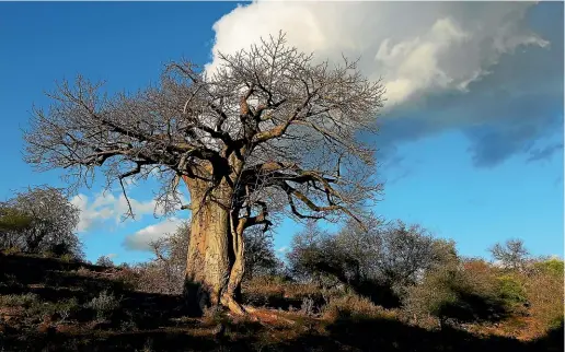  ?? ?? The baobab lives for thousands of years and many regard it as sacred.