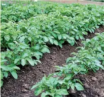  ?? GET GROWING/STUFF ?? You can still plan potatoes now and eat them during the summer holidays.