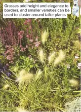  ??  ?? Grasses add height and elegance to borders, and smaller varieties can be used to cluster around taller plants