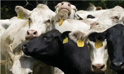  ?? Photograph: Steven Senne/AP ?? Many US cattle farmers routinely use antibiotic­s often for months on end.
