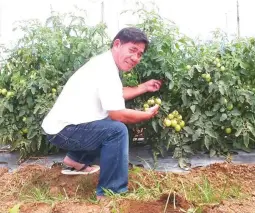  ??  ?? BENITO MAGALING AND HIS TOMATOES – In a previous cropping of Diamante Max tomatoes, Benito Magaling made a lot of money because he harvested his tomatoes in November and December when the price is high. He planted the tomatoes in photo on the vacant...