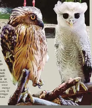 CINTA UNGGAS DR GINO - PressReader