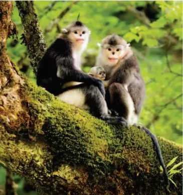  ??  ?? Yunnan snub-nosed monkeys inhabit snow- capped mountains 3,300 to 4,700 meters high in Yunnan. They are the primates inhabiting the highest altitudes other than humans, and they are as rare as giant pandas.